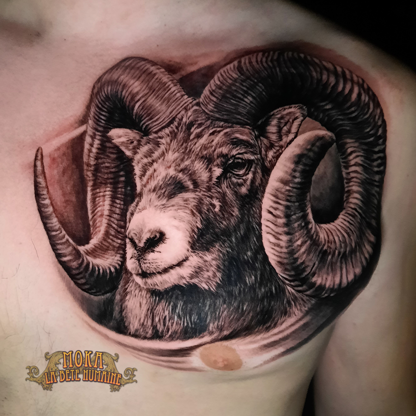 moka-tatoueur-paris-realiste-style-realisme-tatouage-tattoo-belier